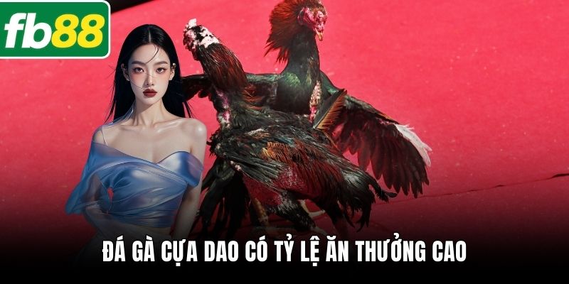 Đá gà cựa dao có tỷ lệ ăn thưởng cao