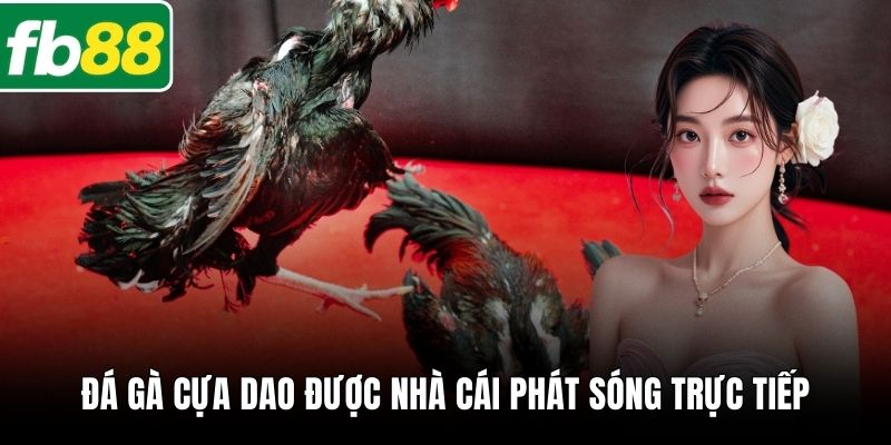 Đá gà cựa dao được nhà cái phát sóng trực tiếp