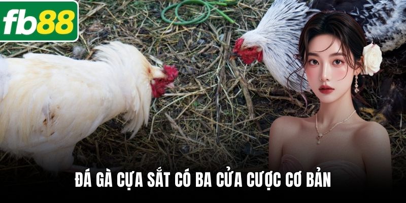 Đá gà cựa sắt có ba cửa cược cơ bản