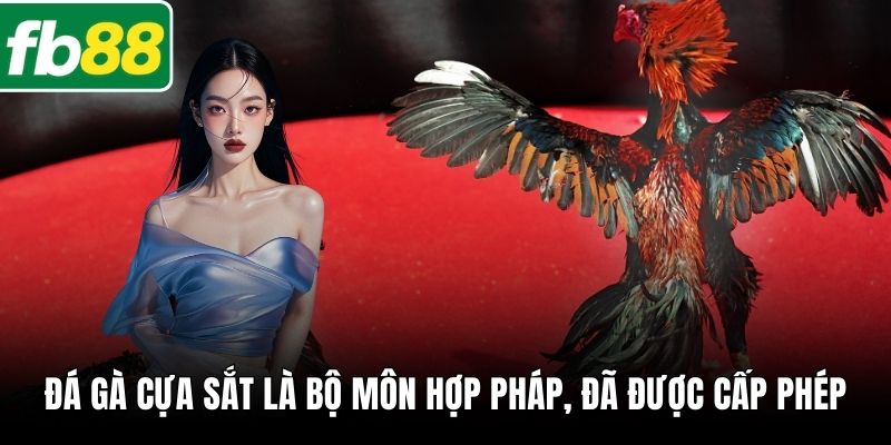 Đá gà cựa sắt là bộ môn hợp pháp, đã được cấp phép