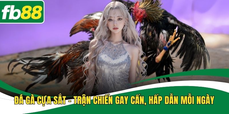 Đá Gà Cựa Sắt – Trận Chiến Gay Cấn, Hấp Dẫn Mỗi Ngày