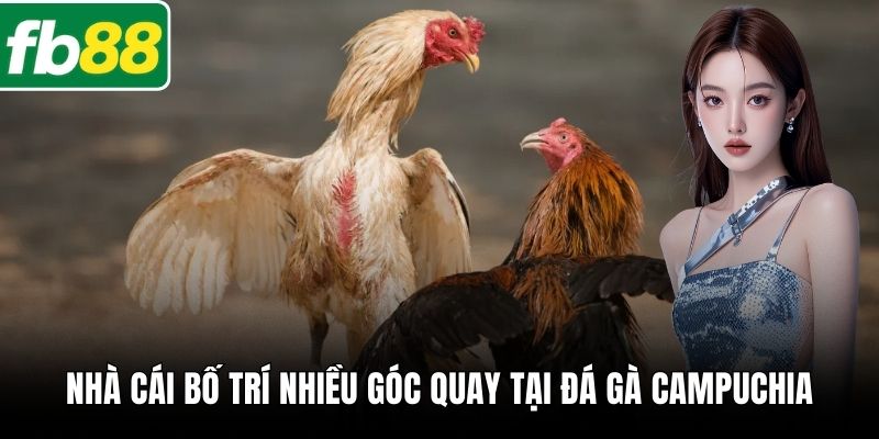 Nhà cái bố trí nhiều góc quay tại đá gà Campuchia